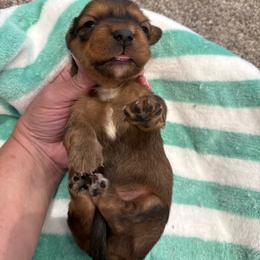 Mars - Chocolate and tan male Dachshund puppy in Delta, Utah from Dix n’ Dot Dachshunds