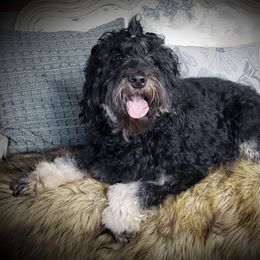 Dakota - Springerdoodle