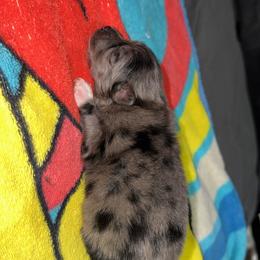 Luffy - Blue merle male Pomeranian puppy in Fort Worth, Texas from Alo's Pom's