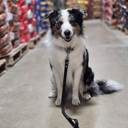 Switch - Border Collie