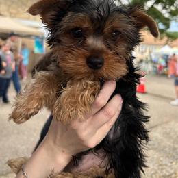 Yorkshire Terrier puppies from Diana's Yorkie Paws