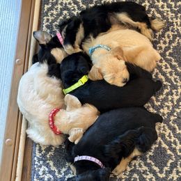 Miniature Schnauzer puppies from Walker Miniature Schnauzers