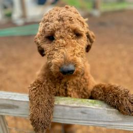 Fonzie - Goldendoodle