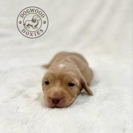 Dove - Cream female Dachshund puppy in Monroe, North Carolina from Dogwood Doxies