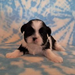 Cosmo - Black and white male Shih Tzu puppy in Silver Springs, Nevada from Meadowlyn's Dream Shih Tzu