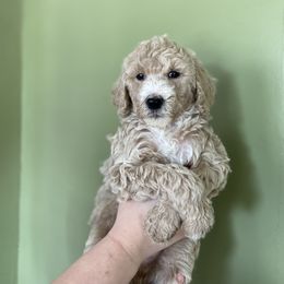Poodle Puppies from Emerald Pines Standard Poodles