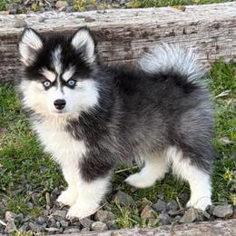 Dash - Black and white male Pomsky puppy in Mc Minnville, Oregon from West Coast Pomskies