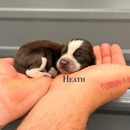 Heath - Liver white and roan male English Springer Spaniel puppy in Uvalda, Georgia from Willow Creek Farms