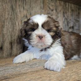 Brianna - Liver and white female Shih Tzu puppy in Mountain Grove, Missouri from Precious Puppies