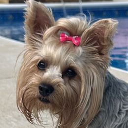 Lola - Yorkshire Terrier