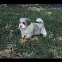 Bo - Silver male Shichon puppy in Moulton, Iowa from Shondel Puppy Paws