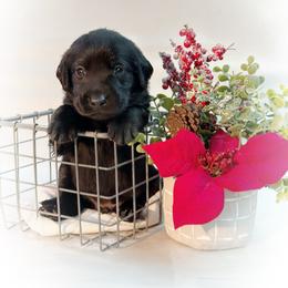 Will - Black male Labrador Retriever puppy in Isle, Minnesota from Dog Ear Outfitters