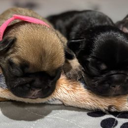 French Bulldogs from House of Royals Bulldogs