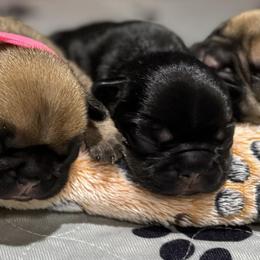 French Bulldogs from House of Royals Bulldogs
