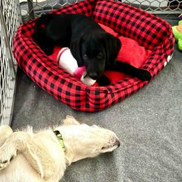 Twilight- Grey Collar - Black female Assorted Doodle Crosses puppy in Norfolk, Virginia from Móraí’s Doodles