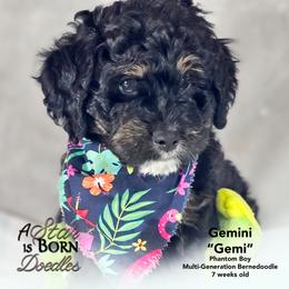 Gemini 'Gemi' - Black Collar - Phantom male Bernedoodle puppy in Jackson, Michigan from A Star is Born Doodles