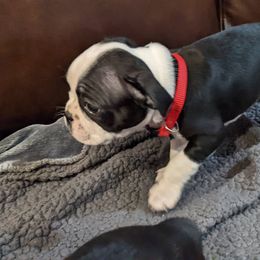 Boston Terrier Puppies from Boston's Boston Terriers AKC