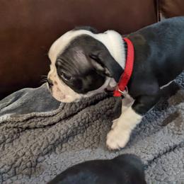 Boston Terrier Puppies from Boston's Boston Terriers AKC