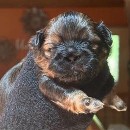 Whipped Cream - Red female Shih Tzu puppy in Nekoosa, Wisconsin from Brox Acres House of Fur LLC