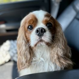 Cavalier King Charles Spaniel Puppies from Cavalier Obsession