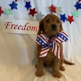 Goldendoodle Puppies from OnlyGoldendoodles