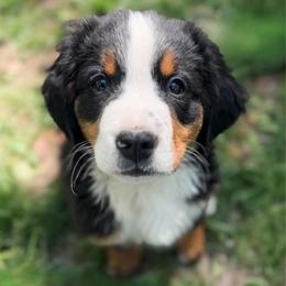 Meisha GUARDIAN HOME ONLY for zip code 49435, READ DESCRIPTION - Black rust and white female Bernese Mountain Dog puppy in Marne, Michigan from MI Doodles