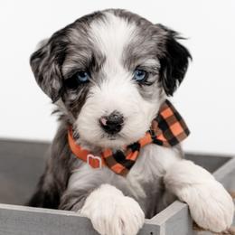 Aussiedoodles, Cavapoos, and Goldendoodles from Grace Acres Puppies
