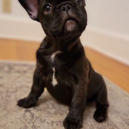French Bulldogs from Mindy's Luvabull Frenchies