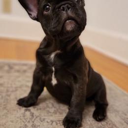 French Bulldogs from Mindy's Luvabull Frenchies