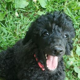 Poodle Puppies from Angel's Star Poodles