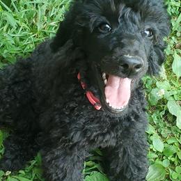 Poodle Puppies from Angel's Star Poodles
