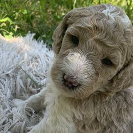 Buddy - Poodle puppy in Redding, California from Canyon Creek Kennels