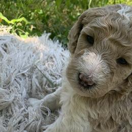 Buddy - Poodle puppy in Redding, California from Canyon Creek Kennels
