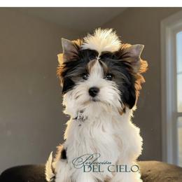 Bella - Black tan and white female Biewer Terrier puppy in Brentwood, California from Perfección Del Cielo Biewer Terriers