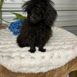 Poodle puppies from Silver Bells Paw Prints