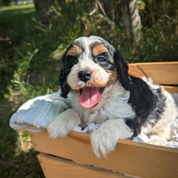Leona - Tri-color female Cavapoo puppy in San Diego, California from WW Cavapoos