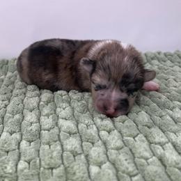 Maple - Brindle merle and white female American Corgi puppy in Waco, Texas from The Comma Corgis