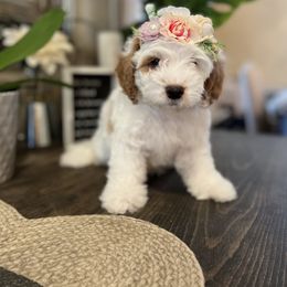 Cavapoo and Poodle Puppies from Sac-Town Poodles and Doodles