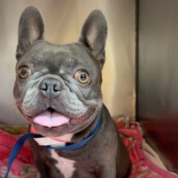 Gracie - French Bulldog