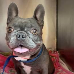 Gracie - French Bulldog