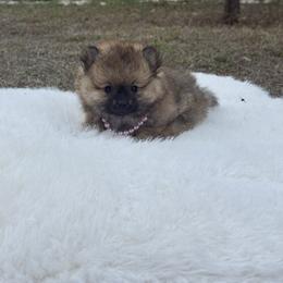 Pomeranian puppies from 🤎 Dreaming Puppies 🐶