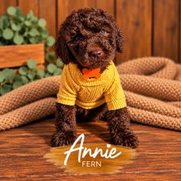 Fern - Brown female Whoodle puppy in Knoxville, Tennessee from Fleury Farm Doodles TN
