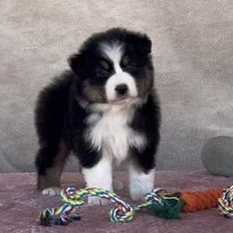 Girl 2 - female Australian Shepherd puppy in Golden Valley, Arizona from Desert Wind Kennels