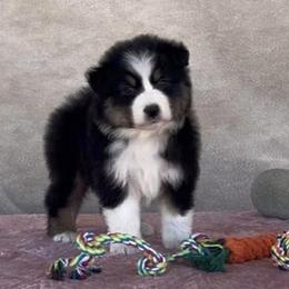 Girl 2 - female Australian Shepherd puppy in Golden Valley, Arizona from Desert Wind Kennels