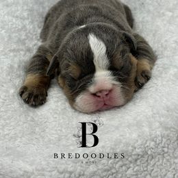 Bernedoodle and Bulldog Puppies from BreDoodles English Bulldogs & Bernedoodles
