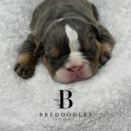Bernedoodle and Bulldog Puppies from BreDoodles English Bulldogs & Bernedoodles