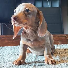 Leo - Fawn (isabella) and cream male Dachshund puppy in Hudson, Michigan from Mittentail Kennel Miniature Dachshunds & Australian Shepherds