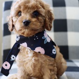 Cavapoo, Goldendoodle, and Poodle Puppies from Pitter Patter Puppies