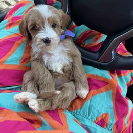 Clover - Purple collar girl - Red  female Goldendoodle puppy in Ruthorfordton, North Carolina from Duncan Doodles Goldendoodles