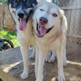Siberian Husky All Grown Up from Ortega's Siberian Huskies